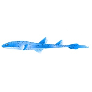 Blue Sun Spot Cat Shark